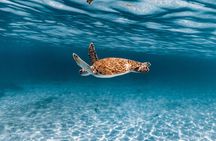  Turtle Spotting Snorkel Malmok And Tres Trapi