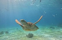 Bohol Province Balicasag Island Day Tour