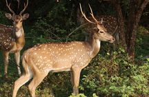 Yala Safari Day Trip from Bentota/ Kalutara/ Ahungalla/ Hikkaduwa