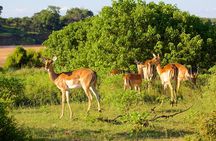 Tala Game Reserve, Phezulu Safari Park & Market Tour from Durban
