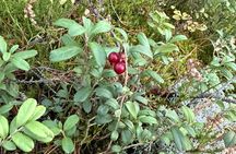 Finland's Luxury Flavors