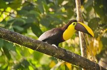 Mindo Cloud Forest: Hummingbirds, Birding & Waterfall Tour