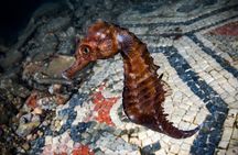 Double Dive Tour in Baia Submerged Park for Certified Divers