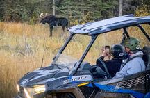 Woodland Park: 2 Hour Guided Wildlife Sunset UTV Tour - You Drive