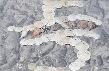 Full Day (6 hours) Sanibel Eco Boat Charter, Gulf and Pine Island