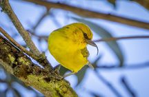 Big Island Birdwatching Tour