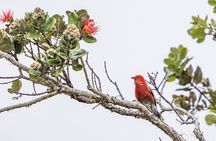 Big Island Birdwatching Tour