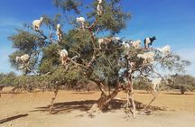 Private Full Day Trip to Essaouira from Marrakech