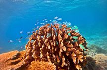Great Barrier Reef Small Group Snorkelling Adventure