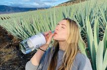 Oaxaca Countryside Experience : Agave Fields, Mezcal & Local Food