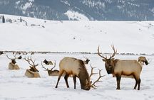 4 Hour Wildlife Safari in Grand Teton National Park