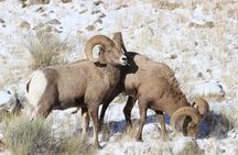 4 Hour Wildlife Safari in Grand Teton National Park