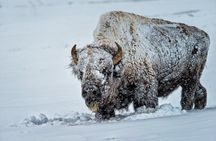 4 Hour Wildlife Safari in Grand Teton National Park