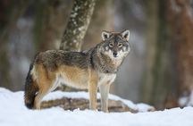 4 Hour Wildlife Safari in Grand Teton National Park