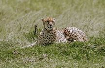 Tsavo East Full-Day Safari from Mombasa or Diani beach