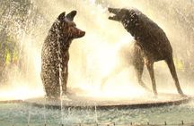 Theatrical Walking Tour of Coyoacan: Day of the Dead Legends