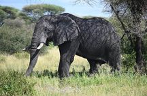 7 Days Tour in Big Five Private Safari in Tanzania