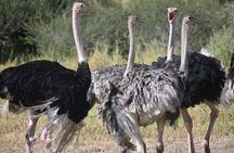 7 Days Tour in Big Five Private Safari in Tanzania