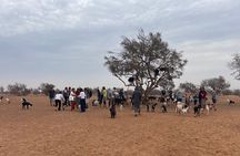 Crocoparc & Tree Goats: Unusual Adventure in Agadir