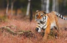 Explore By Car Delhi Agra Ranthambore Jaipur 3 Night 4 Days