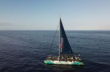 Watching and Listening Whales visiting Los Gigantes&Masca. Food&drinks included