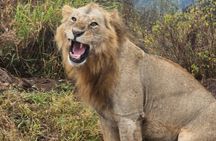 Nairobi: National Park and Giraffe Center Half Day Tour