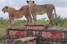 Nairobi: National Park and Giraffe Center Half Day Tour