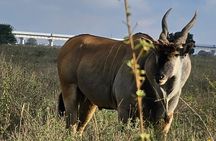 Nairobi: National Park and Giraffe Center Half Day Tour