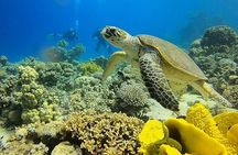 A Special Diving Adventure in The Red Sea Aqaba