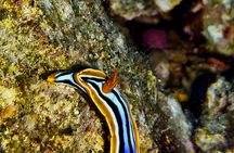 A Special Diving Adventure in The Red Sea Aqaba