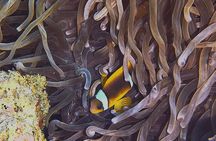 A Special Diving Adventure in The Red Sea Aqaba