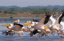 Lake Nakuru National Park:Day Trip from Nairobi