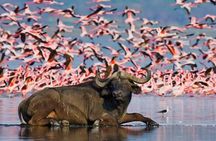 4 Days Masai Mara and lake Nakuru budget safari.