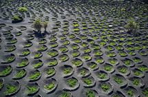 Taste Tradition 4 Wineries and Tapas Bar