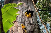 Private Tour Iguazu Falls Full Day Brazil with Bird Park