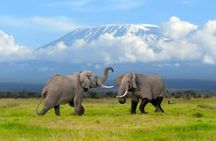 Amboseli National Park: Full Day Tour From Nairobi