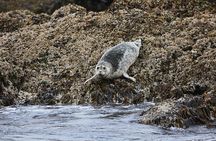 Ketchikan Waterfront & Wildlife Cruise