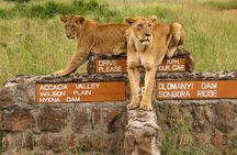Nairobi National Park Safari- Morning Game Drive