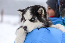 Husky Farm Visit and Sleigh Ride Through Snowy Landscapes