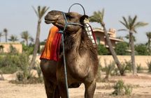 Marrakech Palmeraie Quad Bike & Jbilat Desert Adventure