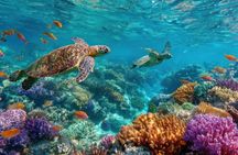 Catalina Island even more unspoilt than Saona Island