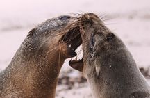 Española Island Tour: Waved Albatross and Wildlife Adventure