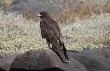 Española Island Tour: Waved Albatross and Wildlife Adventure