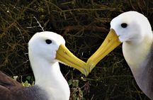 Española Island Tour: Waved Albatross and Wildlife Adventure