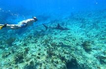 Top 4 Snorkeling Adventures in Bimini