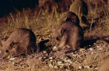 Perth Wildlife Tour Under the Stars with Dinner