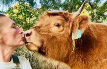 Highland Cow Experience