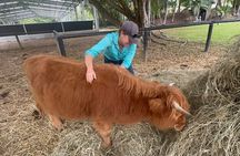 Highland Cow Experience