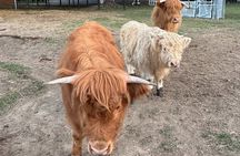 Highland Cow Experience