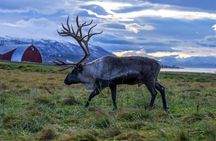 Tromsø: Big Bus Fjord Tour with free photos and wildlife